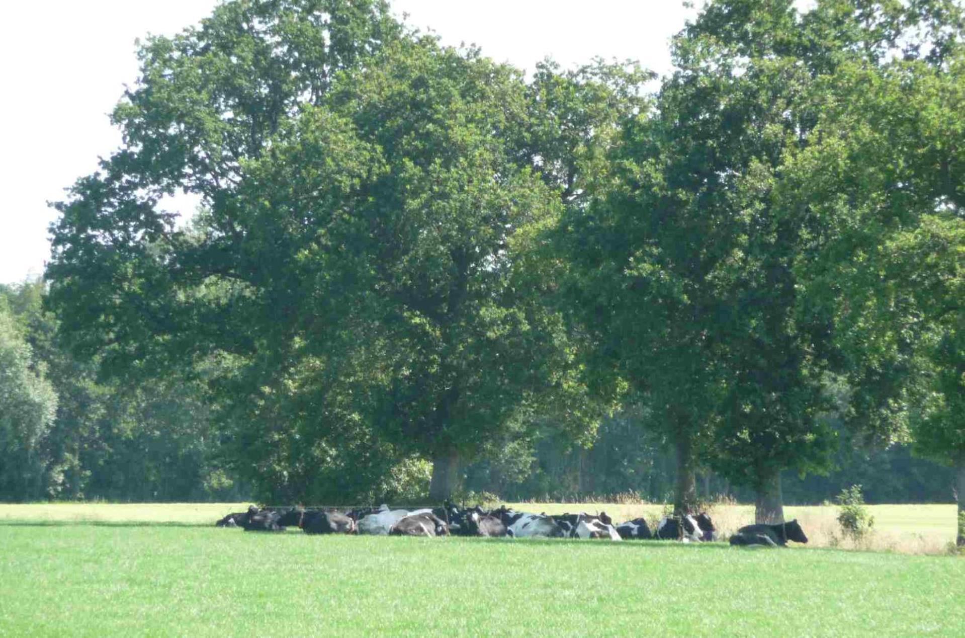 Hofstay195 Achterveld Bagian luar foto